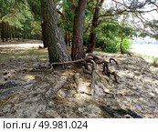 The basis of a tree with a root system on a sandy land near the lake in summer day. . Стоковое фото, агентство Ingram Publishing / Фотобанк Лори