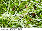 Healthy vegetarian bowl dish with fresh flaxseed sprouts. Plate with raw linseed sprouts salad. Healthy balanced eating. Superfood. Стоковое фото, агентство Ingram Publishing / Фотобанк Лори