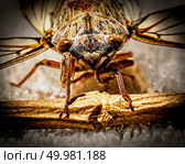 Взгляд листососа. Стоковое фото, фотограф Булатов / Фотобанк Лори