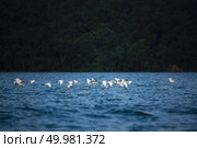birds family flying over the lake. Стоковое фото, агентство Ingram Publishing / Фотобанк Лори