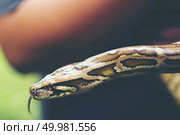 Child hand holding snake boa, Halloween. Стоковое фото, агентство Ingram Publishing / Фотобанк Лори