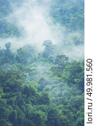 Forested mountain slope in low lying cloud with the evergreen conifers shrouded in mist in a scenic landscape view. Стоковое фото, агентство Ingram Publishing / Фотобанк Лори