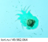 Abstract composition of melted ice cream on a blue glass background with mint leaves clear boundaries and reflection. Top view. Flat lay of a puddle of melted green mint ice cream with mint leaves on a blue glass background with reflection. Стоковое фото, агентство Ingram Publishing / Фотобанк Лори
