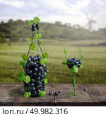 a bottle and one glass of wine made of grapes. Vineyard and bunches of grapes on a wooden old background, in the background vineyards with a mill and clouds. grapes and one glass of wine of the vineyard on a wooden old background. Стоковое фото, агентство Ingram Publishing / Фотобанк Лори