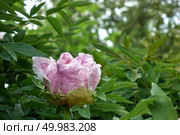 Fresh bunch of light pink peonies on green branches with leaves in the garden. Card Concept,. Pretty fresh suffruticosa peony flowers on green branches with leaves. Стоковое фото, агентство Ingram Publishing / Фотобанк Лори
