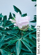 Pretty fresh suffruticosa peony flowers on green branches with leaves. Card Concept,. Paeonia suffruticosa pink and white flower head with green. Стоковое фото, агентство Ingram Publishing / Фотобанк Лори