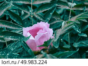 The pink pionia. Green bush with a pink flower. Natural layout. A bush with a blooming pion in the garden. Стоковое фото, агентство Ingram Publishing / Фотобанк Лори