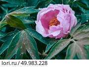 Bloomed pink pion with dew drops. Natural floral background. Beautiful pink pionia in the spring garden. Стоковое фото, агентство Ingram Publishing / Фотобанк Лори