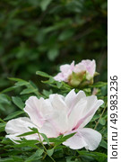 Beautiful pink flower of a pionia with branches of green leaves in a park. The concept of a postcard. Close-up of a light pink delicate flower of a pion in the garden on a background of green leaves. Стоковое фото, агентство Ingram Publishing / Фотобанк Лори