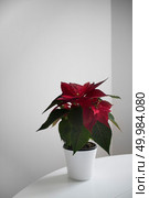 A beautiful red Christmas flower Poinsettia on a white table in pot against a light room background . Home plant. Poinsettia the Star of Bethlehem, symbol of Christmas on light background. Стоковое фото, агентство Ingram Publishing / Фотобанк Лори