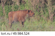 Зубр европейский молодые животные, теленок зубра Bison bonasus. Стоковое видео, видеограф Дмитрий Якубович / Фотобанк Лори