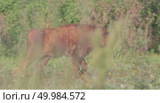 Зубр европейский молодые животные, теленок зубра Bison bonasus. Стоковое видео, видеограф Дмитрий Якубович / Фотобанк Лори