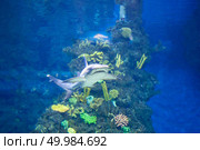Little shark in the form of corals in the aquarium. White grey shark. Стоковое фото, агентство Ingram Publishing / Фотобанк Лори
