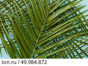 Top view of palm green leaves represented over blue background. Tropical leaves may be used for decoration of any texture.. Palm leaves isolated. Стоковое фото, агентство Ingram Publishing / Фотобанк Лори