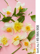 Composition of flowers and leaves on a pink background. Flat lay. Composition of daffodils. Стоковое фото, агентство Ingram Publishing / Фотобанк Лори