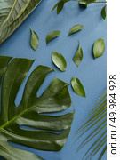 Top view of half of tropical jungle Monstera leaf isolated over blue background. Swiss Cheese Plant represented for decoration or designing of any poster or birthday card. Texture concept.. Green leaves isolated. Стоковое фото, агентство Ingram Publishing / Фотобанк Лори