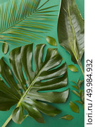 Tropical jungle Monstera leaf, palm leaf isolated over green background. Swiss Cheese Plant and another green leaves used for decoration or designing.. Green leaves isolated. Стоковое фото, агентство Ingram Publishing / Фотобанк Лори