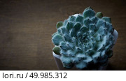 Top view plant of succulent of round form, Echeveria Bristly in flowerpot on an old wooden table with copy space.. Succulent Echeveria Bristly in the flowerpot on a wooden table. Стоковое фото, агентство Ingram Publishing / Фотобанк Лори