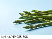 Fresh green asparagus on blue background. Healthy eatingand fall harvest, agricultural farming concept. Healthy organic green asparagus stalks ready to cook on blue background. Стоковое фото, агентство Ingram Publishing / Фотобанк Лори