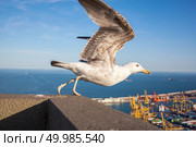 Seagull with view over the port in Barcelona, Spain,. Seagull with view over Barcelona. Стоковое фото, агентство Ingram Publishing / Фотобанк Лори