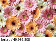 Bright floral background of gerberas, o as layout for postcards for Mother’s Day or March 8. Flat lay.. Natural floral background of white, pink, orange gerbera. Flower concept. Стоковое фото, агентство Ingram Publishing / Фотобанк Лори