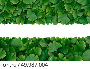 Ginkgo Biloba leaf border isolated on a white background as a herbal medicine concept and natural phytotherapy medication symbol for healing. Стоковое фото, агентство Ingram Publishing / Фотобанк Лори