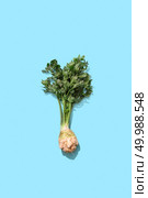 Bundles of organic green parsley with a root on a blue background with copy space for text and reflection of shadows. Top view. Fresh parsley root with greens presented on a blue background with shadow and copy space. Healthy spice. Top view. Стоковое фото, агентство Ingram Publishing / Фотобанк Лори