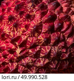 Macro photo, close-up of the surface of the rind of tropical lychee fruit. Background and texture of exotic fruit. Close-up of the texture of the rind of tropical lychee fruit. Стоковое фото, агентство Ingram Publishing / Фотобанк Лори