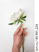Man touches flowering Peony bud with hand on white background. Spring weather. White flower Peony in hand on a white background. Стоковое фото, агентство Ingram Publishing / Фотобанк Лори
