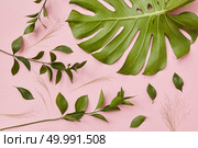 Top view of green twigs represented not far from tropical jungle Monstera leaf isolated over pink background as decoration of any texture.. Green twigs isolated. Стоковое фото, агентство Ingram Publishing / Фотобанк Лори
