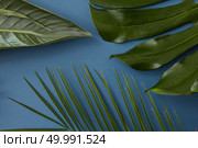 Swiss Cheese Plant, palm leaf represented for decoration or designing. Half of tropical jungle Monstera leaf, palm leaf isolated over blue background.. Green leaves isolated. Стоковое фото, агентство Ingram Publishing / Фотобанк Лори