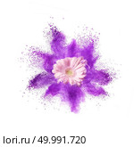 Pink gerbera flower and splash of ultraviolet powder on a white background. PANTONE Ultra Violet. Color of the Year 2018 Pantone. Explosion of ultraviolet powder and pink gerbera flower on a white background. Стоковое фото, агентство Ingram Publishing / Фотобанк Лори