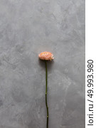 One rose represented on grey background alone. Beautiful rose without any leaves. Copy space may be used for your ideas or emotions.. One rose represented on background. Стоковое фото, агентство Ingram Publishing / Фотобанк Лори