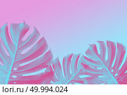 trendy design Border of tropical Split Leafs Philodendron plants on ultra violet, pink and blue duotone background with copy space, flat lay. tropical Split Leafs Philodendron plants on ultra violet, pink and blue duotone background, trendy design. Стоковое фото, агентство Ingram Publishing / Фотобанк Лори