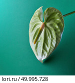 Exotic flower of flamingo or anthurium green isolated on aquamarine background. Flamingo flower or anthurium green on an aquamarine background. Стоковое фото, агентство Ingram Publishing / Фотобанк Лори
