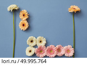 White, orange, pink gerbera on a blue background in the form of Tetris figurines, concept game Tetris. Creative composition of flowers. Flat lay.. White, orange, pink gerbera on a blue paper background, Стоковое фото, агентство Ingram Publishing / Фотобанк Лори