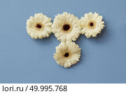 White gerbera flowers in the form of a figure from a tetris game, on a blue paper background. Minimal spring concept. Flat lay.. White gerbera flowers on a blue paper background. Стоковое фото, агентство Ingram Publishing / Фотобанк Лори