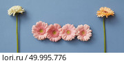 A pattern of flowers gerberas on a blue background.The figure from the game Tetris. Photo can be used as header for sites. Flat lay.. A pattern of flowers gerberas on a blue paper background, isolated. Стоковое фото, агентство Ingram Publishing / Фотобанк Лори