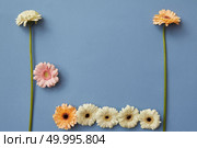 Gerberas in the form of figures from the game Tetris on a blue paper background. Flower concept. Flat lay.. A pattern of white, orange and pink gerberas on a blue paper background. Стоковое фото, агентство Ingram Publishing / Фотобанк Лори