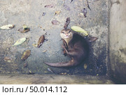 oriental small-clawed otter, Asian small-clawed otter (Aonyx cinereus) Стоковое фото, агентство Ingram Publishing / Фотобанк Лори