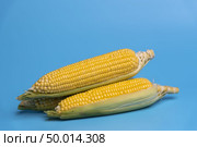 fresh organic corn on blue background. Стоковое фото, агентство Ingram Publishing / Фотобанк Лори