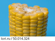 fresh organic corn on blue background. Стоковое фото, агентство Ingram Publishing / Фотобанк Лори