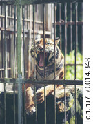 Bengal tiger in cage, Wildlife in cage concept. Стоковое фото, агентство Ingram Publishing / Фотобанк Лори