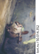oriental small-clawed otter, Asian small-clawed otter (Aonyx cinereus) Стоковое фото, агентство Ingram Publishing / Фотобанк Лори