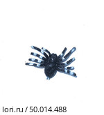 Spider fakes for use in Halloween. Стоковое фото, агентство Ingram Publishing / Фотобанк Лори