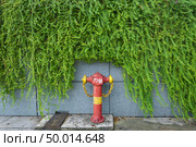 green ivy plant wall. Стоковое фото, агентство Ingram Publishing / Фотобанк Лори