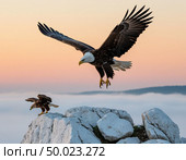 An eagle teaches an eaglet to fly, white cliffs and a gentle dawn. Photorealistic surrealism. Стоковое AI-изображение, AI-художник Анна Никонорова / Фотобанк Лори