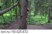 Голодные белки прибежали к кормушке в лесу. Подмосковье. Hungry squirrels ran to a feeding trough in the forest. Moscow region. Стоковое видео, видеограф Горшков Александр / Фотобанк Лори