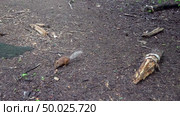 Голодные белки прибежали к кормушке в лесу. Подмосковье. Hungry squirrels ran to a feeding trough in the forest. Moscow region. Стоковое видео, видеограф Горшков Александр / Фотобанк Лори