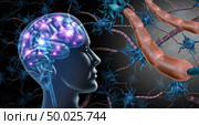 Brain nerve cells and nervous system anatomy concept as a human neurology and neuron function disorder symbol for multiple sclerosis or alzheimer disease with 3D illustration elements.. Стоковое фото, агентство Ingram Publishing / Фотобанк Лори